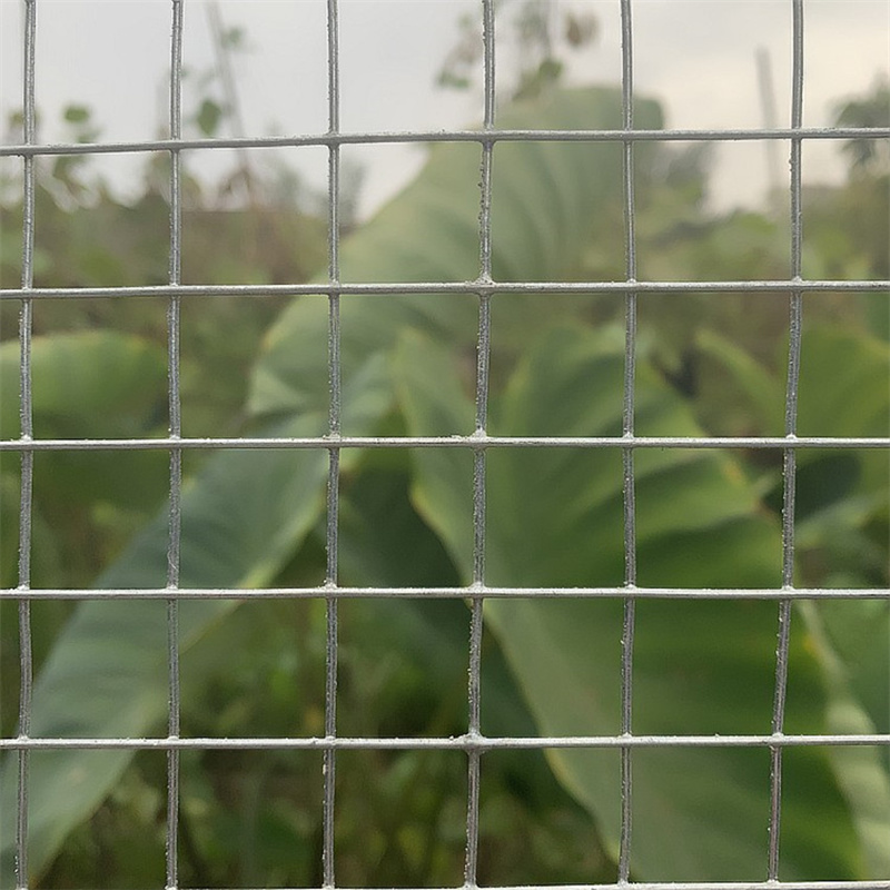 Hot Dip Galvanized Welded Mesh/Bird Cage Mesh/Rabbit Mesh/Roof Mesh for Agriculture 1inch * 1/2inch * 1.2m * 15m * 1.6mm