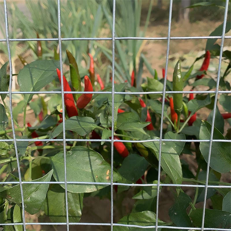 High Quality GI Welded Square Wire Mesh 1/2Inch X 1/2 Inch X 4Feet X 50Feet X 1.4MM